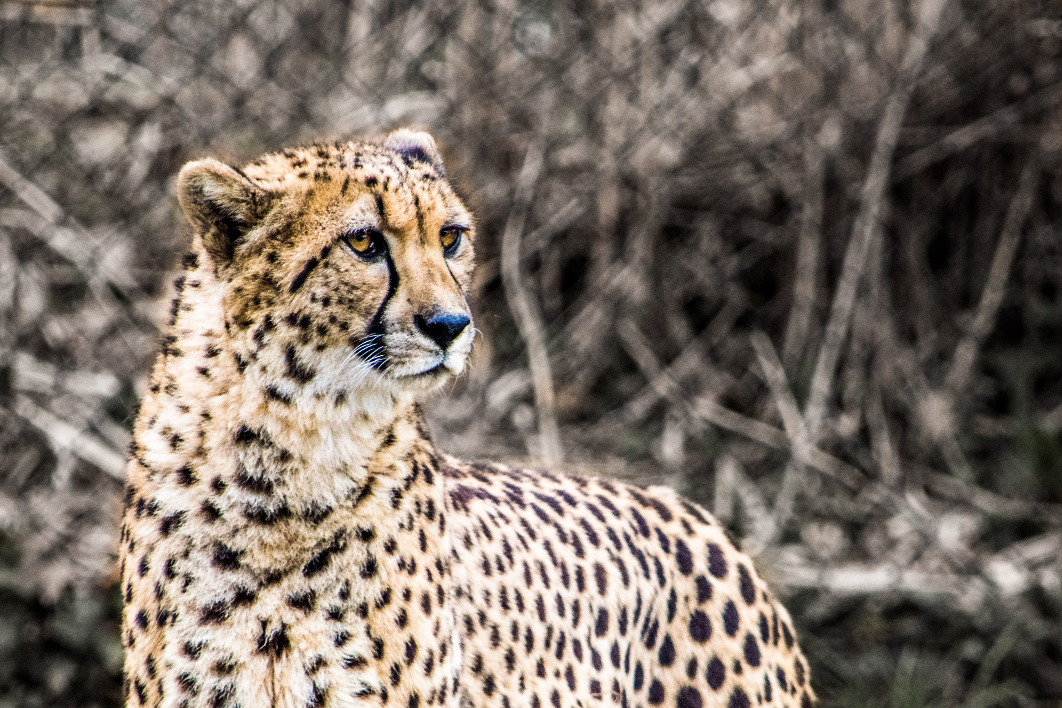 Cheetah